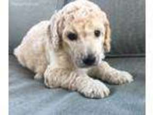 Mutt Puppy for sale in Waxahachie, TX, USA