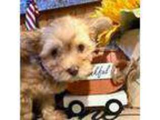 Havanese Puppy for sale in Nashville, TN, USA