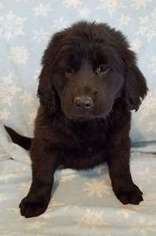 Newfoundland Puppy for sale in Odon, IN, USA