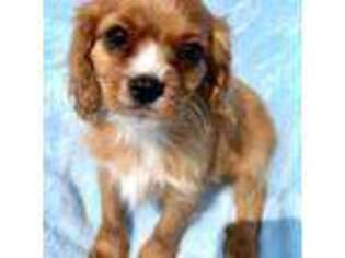 Cavalier King Charles Spaniel Puppy for sale in Big Clifty, KY, USA