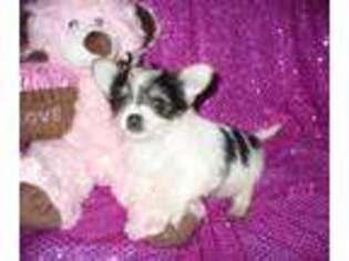 Biewer Terrier Puppy for sale in Greenville, SC, USA