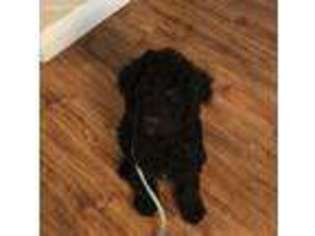 Mutt Puppy for sale in Lexington, TX, USA