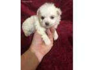 Maltese Puppy for sale in Sevierville, TN, USA