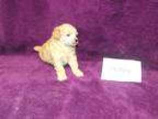 Mutt Puppy for sale in West Sand Lake, NY, USA