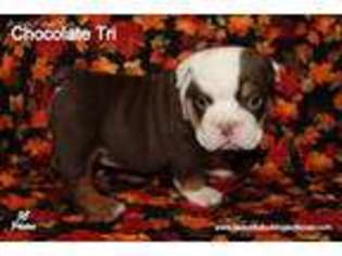 Bulldog Puppy for sale in Needville, TX, USA