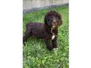 Labradoodle Puppy for sale in South Holland, IL, USA