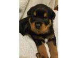 Rottweiler Puppy for sale in Nauvoo, AL, USA