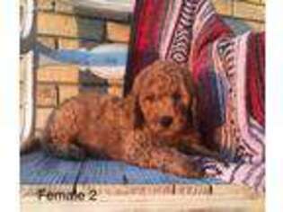 Goldendoodle Puppy for sale in Denton, TX, USA