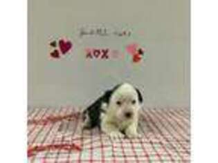 Cardigan Welsh Corgi Puppy for sale in Emory, TX, USA
