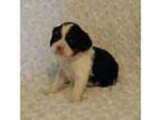 Cavalier King Charles Spaniel Puppy for sale in Homeland, CA, USA