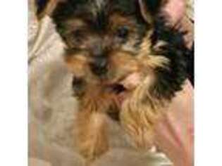 Yorkshire Terrier Puppy for sale in Warminster, PA, USA