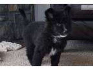 Akita Puppy for sale in Portland, OR, USA