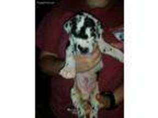 Great Dane Puppy for sale in Hamilton, MS, USA