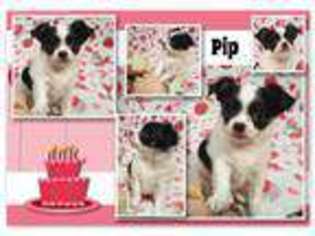 Chihuahua Puppy for sale in Slidell, LA, USA