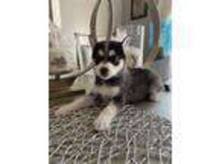 Mutt Puppy for sale in Teaneck, NJ, USA