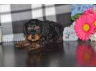Cavapoo Puppy for sale in Moulton, IA, USA