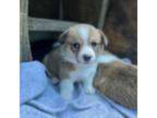 Pembroke Welsh Corgi Puppy for sale in Sparta, NJ, USA