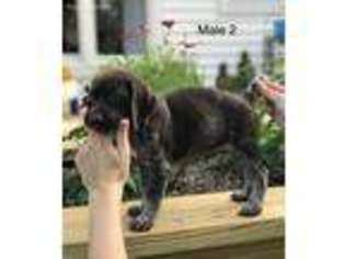 German Shorthaired Pointer Puppy for sale in Guntersville, AL, USA