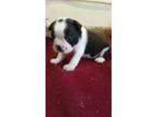 Boston Terrier Puppy for sale in Alvaton, KY, USA