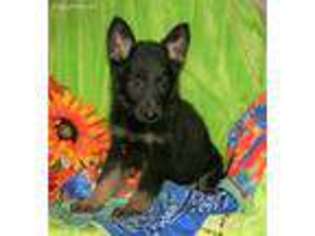 German Shepherd Dog Puppy for sale in Weaubleau, MO, USA