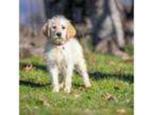 Labradoodle Puppy for sale in Eagle Point, OR, USA