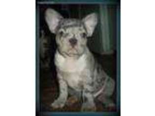 French Bulldog Puppy for sale in Lyle, WA, USA