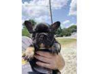 French Bulldog Puppy for sale in Stanley, NC, USA