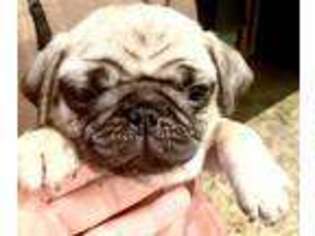 Pug Puppy for sale in Chattanooga, TN, USA