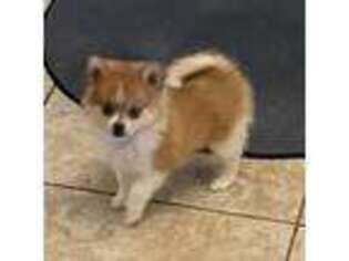 Pomeranian Puppy for sale in Spring, TX, USA