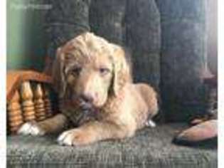 Labradoodle Puppy for sale in Isle, MN, USA