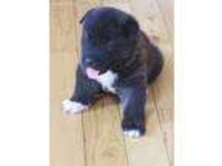 Akita Puppy for sale in Woodburn, IN, USA