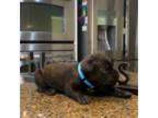 Cane Corso Puppy for sale in Murrieta, CA, USA