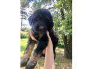 Labradoodle Puppy for sale in Little Rock, AR, USA