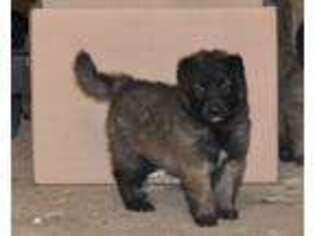 Belgian Tervuren Puppy for sale in New Holland, PA, USA