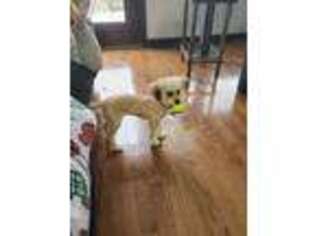 Mutt Puppy for sale in Freeport, NY, USA