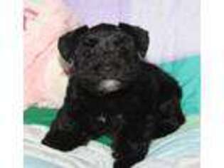 Mutt Puppy for sale in Brownwood, TX, USA
