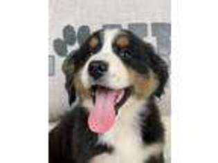 Bernese Mountain Dog Puppy for sale in Beaver Dam, WI, USA