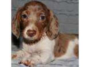 Dachshund Puppy for sale in Mission, TX, USA