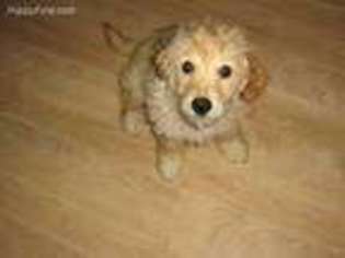 Goldendoodle Puppy for sale in O Fallon, MO, USA