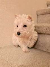 West Highland White Terrier Puppy for sale in Scappoose, OR, USA