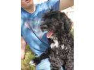 Portuguese Water Dog Puppy for sale in Greeley, CO, USA