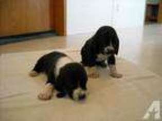 Basset Hound Puppy for sale in EDWARDS, NY, USA