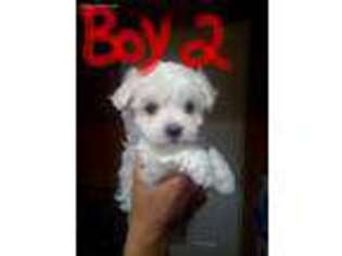 Maltese Puppy for sale in Clemmons, NC, USA