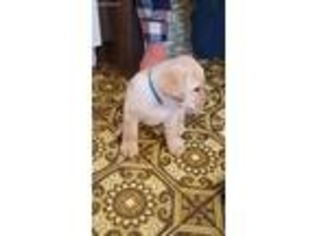 Labrador Retriever Puppy for sale in Freeport, OH, USA