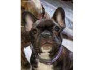 French Bulldog Puppy for sale in Proctor, VT, USA