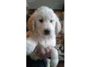 Golden Retriever Puppy for sale in Milwaukee, WI, USA