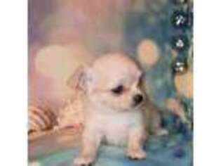 Chihuahua Puppy for sale in Redding, CA, USA