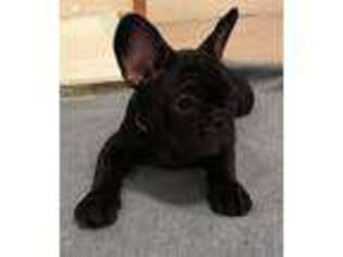 French Bulldog Puppy for sale in Etters, PA, USA