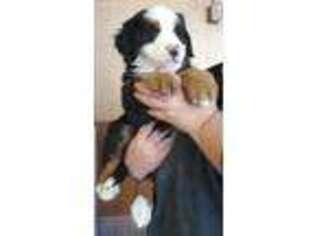 Bernese Mountain Dog Puppy for sale in Millerton, PA, USA