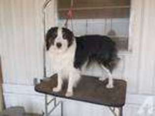 Border Collie Puppy for sale in KLAMATH FALLS, OR, USA